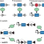 Frontiers | Strategies for Targeting Neural Circuits: How to Manipulate ...