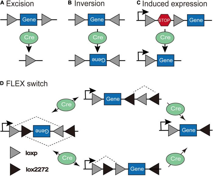 Frontiers | Strategies for Targeting Neural Circuits: How to Manipulate ...